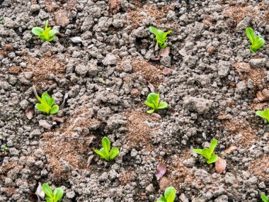 Sebze bahçesinde marul ve kırmızı lahana bitkileri. Vitaminler sağlıklı biyolojik yetiştirilmiş ilkbahar