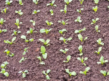 Sebze bahçesinde marul ve kırmızı lahana bitkileri. Vitaminler sağlıklı biyolojik yetiştirilmiş ilkbahar