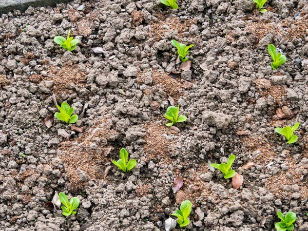 Salat Und Rotkohlpflanzen Auf Einem Gemüsebeet Vitamine Gesund Biologischer Eigenfrühling — Stockfoto