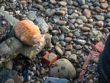 Tamsui, Tayvan 'da nehir kenarındaki vahşi kedi..