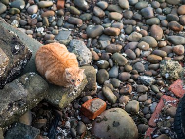 Tamsui, Tayvan 'da nehir kenarındaki vahşi kedi..