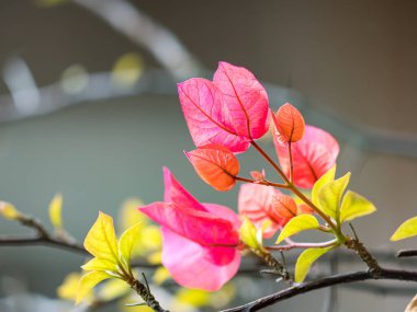 Pembe bougainvillea çiçekleri güzel bir çalı açıyor..