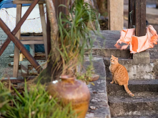 台湾淡水の川による野生の猫 — ストック写真