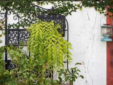 Sarmaşıklı eski alçı duvar.