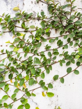 Sarmaşıklı eski alçı duvar.