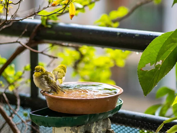 Japon beyaz gözü, Zosterops japonica banyoda.