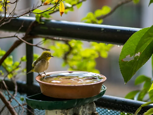 Japanese White Eye Zosterops Japonica — 스톡 사진