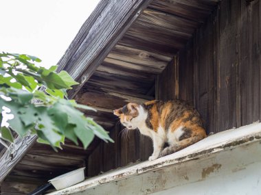Duvarda çok renkli bir kedi oturuyor.
