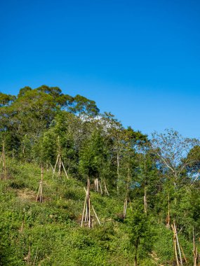 Ağaçlar ve gökyüzü manzara