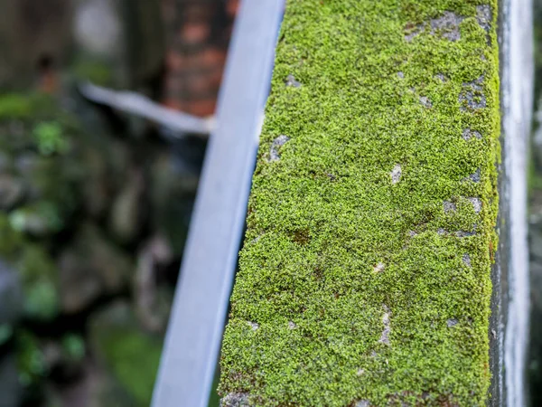 关闭绿色苔藓纹理 自然植物 苔藓墙 — 图库照片