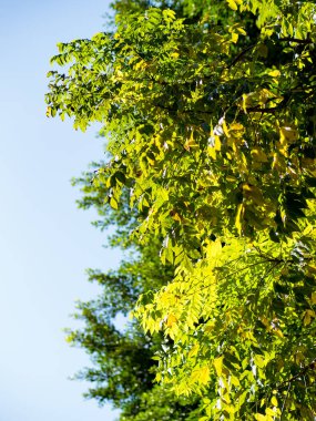 Ağaçlar ve gökyüzü güneşli