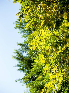 Ağaçlar ve gökyüzü güneşli