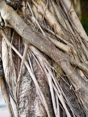 Banyan tree roots