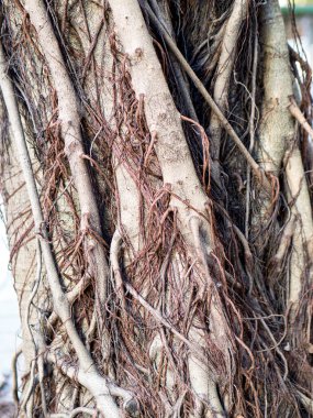 Banyan tree roots