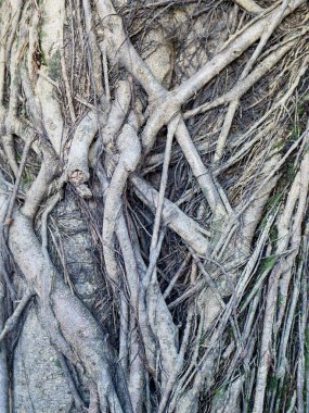 Banyan tree roots
