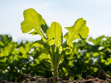 Bahar mevsiminde olgunlaşan yeşil sebze tarlaları, tarım arazisi.