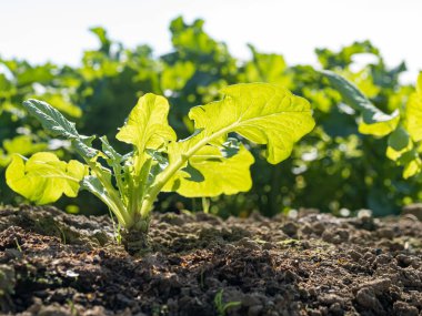 Bahar mevsiminde olgunlaşan yeşil sebze tarlaları, tarım arazisi.