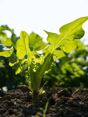 Bahar mevsiminde olgunlaşan yeşil sebze tarlaları, tarım arazisi.