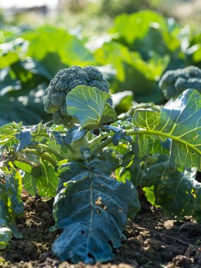 Bahar mevsiminde olgunlaşan yeşil sebze tarlaları, tarım arazisi.