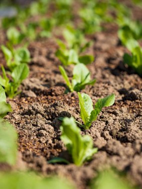 Bahar mevsiminde olgunlaşan yeşil sebze tarlaları, tarım arazisi.