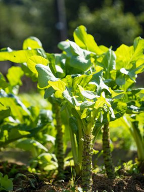 Bahar mevsiminde olgunlaşan yeşil sebze tarlaları, tarım arazisi.