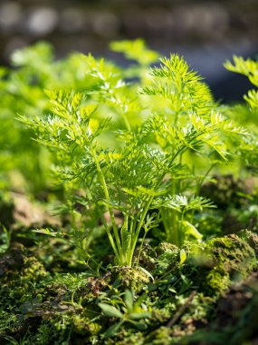 Bahar mevsiminde olgunlaşan yeşil sebze tarlaları, tarım arazisi.