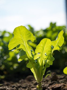 Bahar mevsiminde olgunlaşan yeşil sebze tarlaları, tarım arazisi.