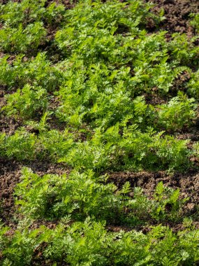 Bahar mevsiminde olgunlaşan yeşil sebze tarlaları, tarım arazisi.