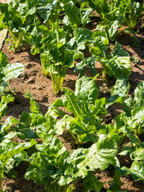 Bahar mevsiminde olgunlaşan yeşil sebze tarlaları, tarım arazisi.