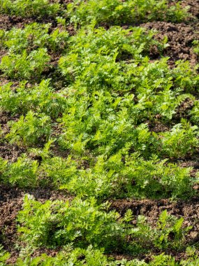 Bahar mevsiminde olgunlaşan yeşil sebze tarlaları, tarım arazisi.