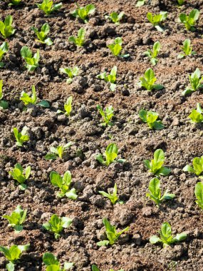 Bahar mevsiminde olgunlaşan yeşil sebze tarlaları, tarım arazisi.