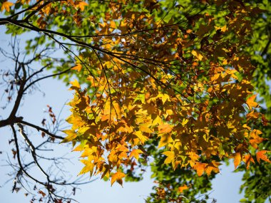 Sonbahar renkli akçaağaç dalı güneşli mavi gökyüzünde.