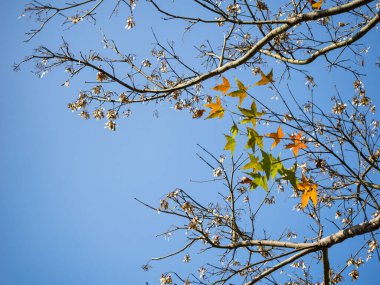 Sonbahar renkli akçaağaç dalı güneşli mavi gökyüzünde.