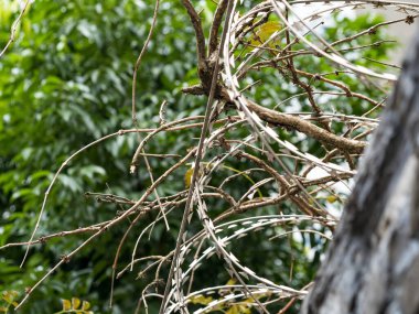 Protective barbed-wire fence on blurred background. Concertina wire or Dannert Wire.