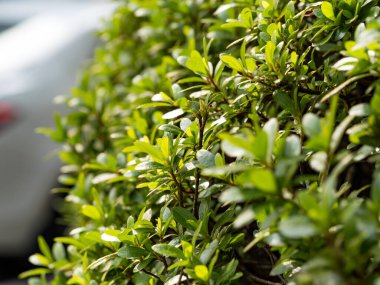 green leaf tree in park