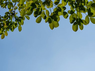 Ağaçlar ve gökyüzü manzara