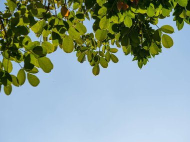 Ağaçlar ve gökyüzü manzara