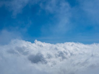 Çam ağaçlarının ve mavi gökyüzünün manzarası