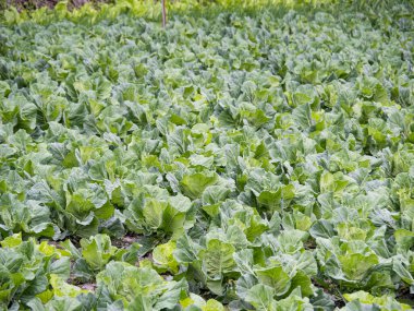 Tarlada taze yeşil lahana