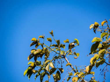 Çin Bulbul 'u veya Light, ağaç dalına tüneyip meyve yiyen Bulbul' u havalandırdı.