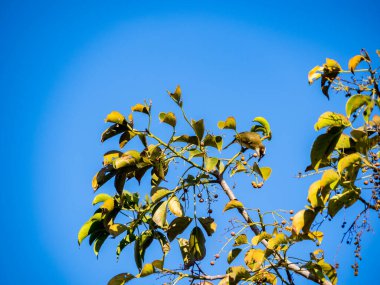 Çin Bulbul 'u veya Light, ağaç dalına tüneyip meyve yiyen Bulbul' u havalandırdı.