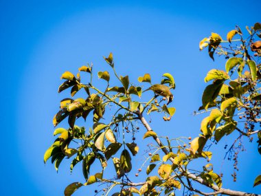 Çin Bulbul 'u veya Light, ağaç dalına tüneyip meyve yiyen Bulbul' u havalandırdı.