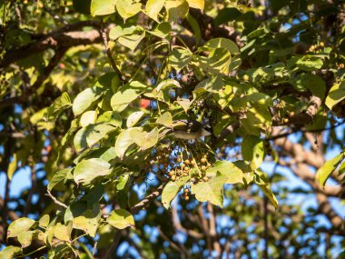 Çin Bulbul 'u veya Light, ağaç dalına tüneyip meyve yiyen Bulbul' u havalandırdı.