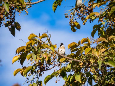 Çin Bulbul 'u veya Light, ağaç dalına tüneyip meyve yiyen Bulbul' u havalandırdı.