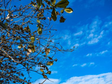 yeşil ağaçlar ve mavi gökyüzü