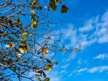 yeşil ağaçlar ve mavi gökyüzü