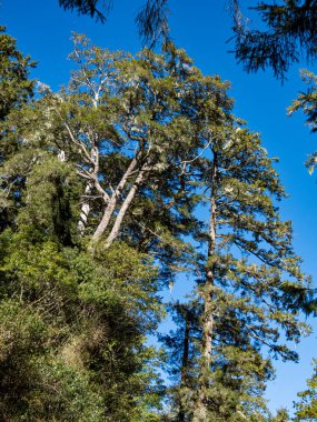 yeşil ağaçlar ve mavi gökyüzü