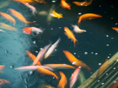 slow shutter speed capture of red , white and yellow koy fish