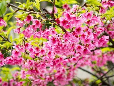 Pink spring cherry blossom. Cherry tree branch with spring pink flowers.