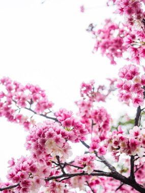 Pink spring cherry blossom. Cherry tree branch with spring pink flowers.